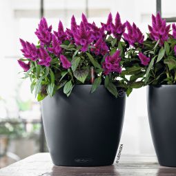 Lechuza Självvattnande Kruka Classico Color 21 skiffergrå