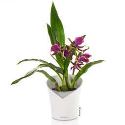 Självvattnande Orkidékruka Orchidea vit 20cm Lechuza