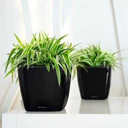 Självvattnande Kruka Quadro 21cm svart