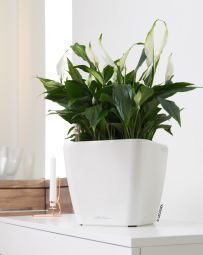 Självvattnande Kruka Quadro 21cm vit