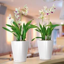 Deltini orkidekruka självvattnande vit