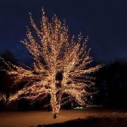 System Expo ljusslinga dekorerad på stor träd