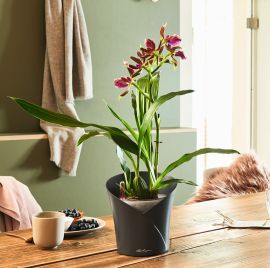 Självvattnande Orkidékruka Orchidea skiffergrå 20cm