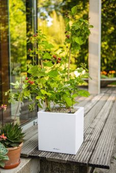 Självvattnande Kruka Canto Stone Low 30cm quartzvit