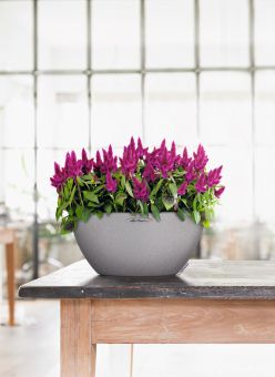 Cubeto självvattnande kruka Lechuza 40cm stengrå