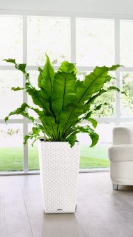 Självvattnande Cubico Kruka Cottage 40 Vit Höjd 75cm