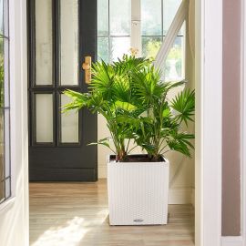 Självvattnande kruka Cube Cottage 50cm  Vit