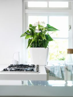 Självvattnande Kruka Quadro 35cm vit