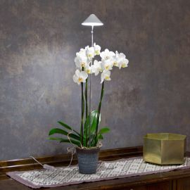 Sunlite Växtlampa Orkide 10W justerbar 30-100cm vit