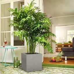 Canto självbevattnande kruka 40x40x40cm stengrå