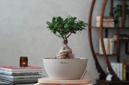 Självvattnande Kruka Cubeto Color 30cm  sandbeige