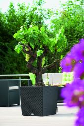 Självvattnande kruka Cube cottage 50x50cm