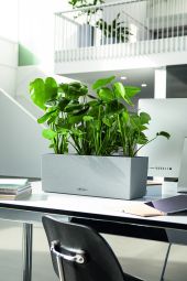 Lechuza Självvattnande Blomlåda Balconera Stone 50 stengrå