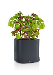 Självvattnande Inomhuskruka Pila 35cm skiffergrå