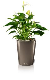 Självvattnande Inomhuskruka Deltini taupe högglans H20cm