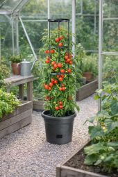 Tomatkruka 34cm med ställning svart